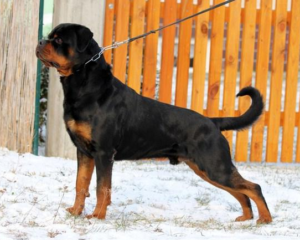 Rottweiler puppies for sale from German Rottweilers