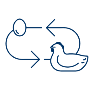 An illustration showing a chicken with an arrow pointing to an egg with an arrow pointing back to the chicken.