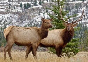 Elk cow and bull