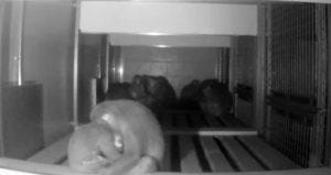 A night time shot of sleeping macaques