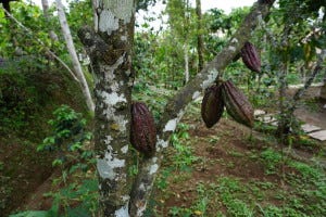 Cocoa beans at the Bali Pulina in Tegallalang