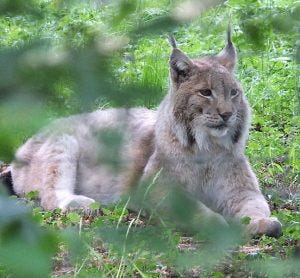 Eurasian Lynx