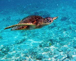 Green turtle ,Chelonia mydas in Kona