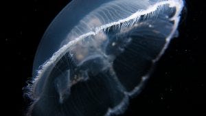 photo of a translucent moon jelly against a black background