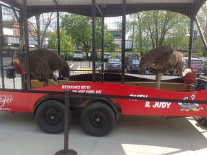 They even have ostrich at First Energy Stadium.