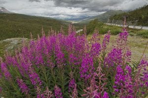 Fireweed