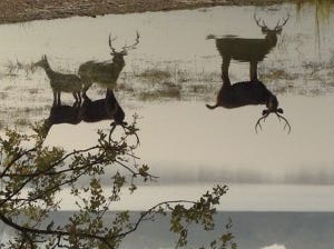 A shot of deer in the park hey ! Look at those reflections in the lake 