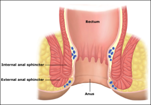 Anus anal relaxation techniques