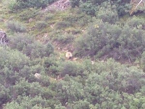 Porcupine Walking