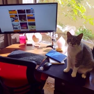 A view of a desk with a monitor and keyboard/mouse setup. A cat is sitting on the desk and looking into the camera.