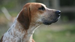 chiens courants - english foxhound
