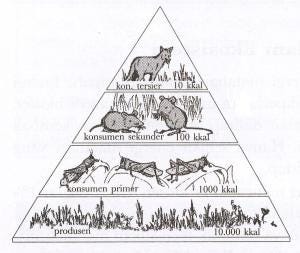 piramida_energi_gambar