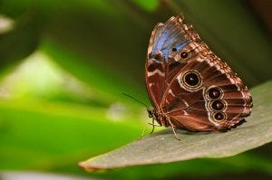 Peleides Blue Morpho