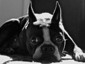 A dog resting their face on the floor