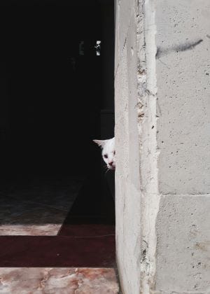 Cat sneaking behind a wall. Photo.