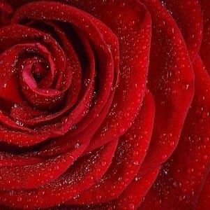 Close up of a rose.