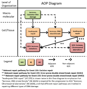 Figure 2. AOP #296: Oxidative DNA damage leading to chromosomal aberrations and mutations. (MIE = Molecular Initiating Event, KE = Key Event, AO = Adverse Outcome) (https://aopwiki.org/aops/296#summary)