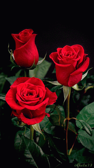 9afbeb9c9c4297870d99c9be99 | Beautiful roses ..