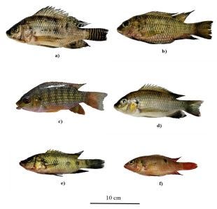 Photograph of the six species of the Cichlidae family captured in the Buyo dam lake (Côte d’Ivoire) in June 2021.