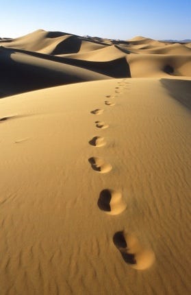 Tracks in the Desert