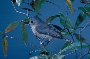 a small blue bird with a tuft of feathers on its head in a tree