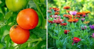 Vegetables and ornamental plants