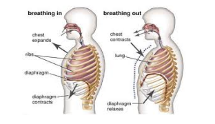 Yoga : Thoracic (chest) breathing