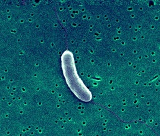 Vibrio vulnificus