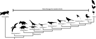 How prehistoric reptiles evolved into birds.