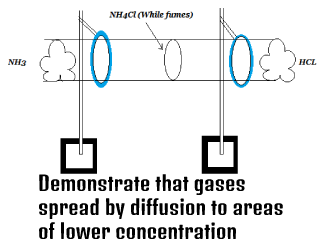 Demonstrate that gases spread by diffusion to areas of lower concentration
