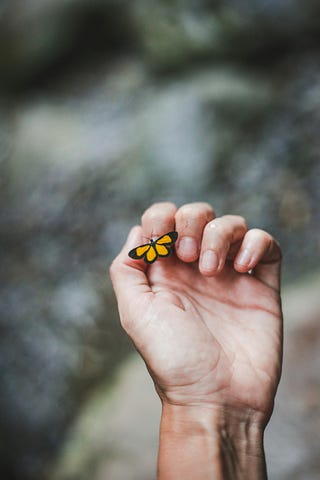 Butterfly perched on a closed hand