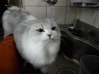 Imagem mostra um gato lambendo a água corrente da torneira.