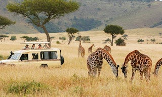 Best Kenya Safari Packages Nairobi