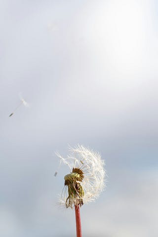Photo of a dandelion