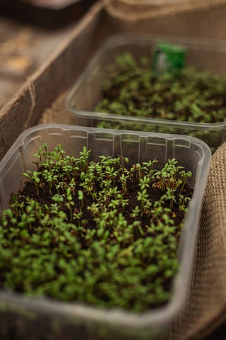 Seedlings growing in containers.