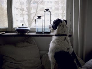 Photograph of dog looking at window expecting his owner