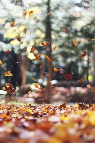 Blurry photo of leaves falling from trees in the wind