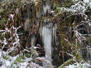 A long ice sheet about four feet long and two feet wide with several strands of ice. The sheet is surrounded by army green moss and has fir trees and empty tree branches in the foreground.