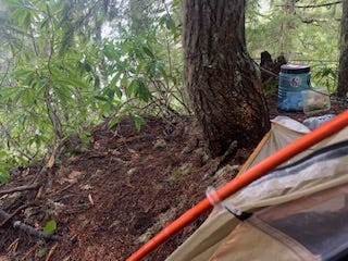 A tent pole and side flap of the tent are in the foreground on the right, with a blue bear can and food bag in the back. Middleground is a large tree trunk. There is a number of green plants in the back, rhododendron and fir trees. The left shows clear dirt, the flat site that made my camp