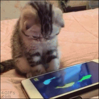 Gato brincando com animação de peixes mexendo no celular