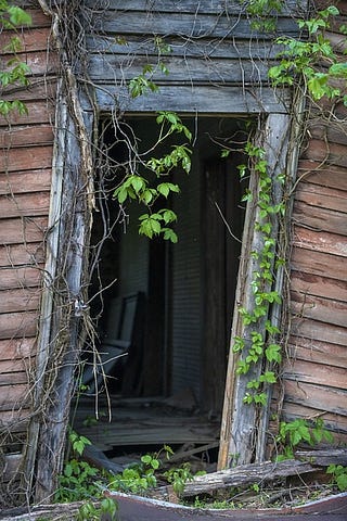 An old, beat-up doorway in the woods covered in vines and leaves. Inside are broken floorboards.