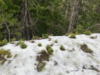 A snowy slope with a few small, green pants a few inches tall growing close to the ground. They have small flower stalks extending out of their middles. The plants are circular and grow from a straight stem. They have round, straight, curved leaves like a rhodedendron but are not.