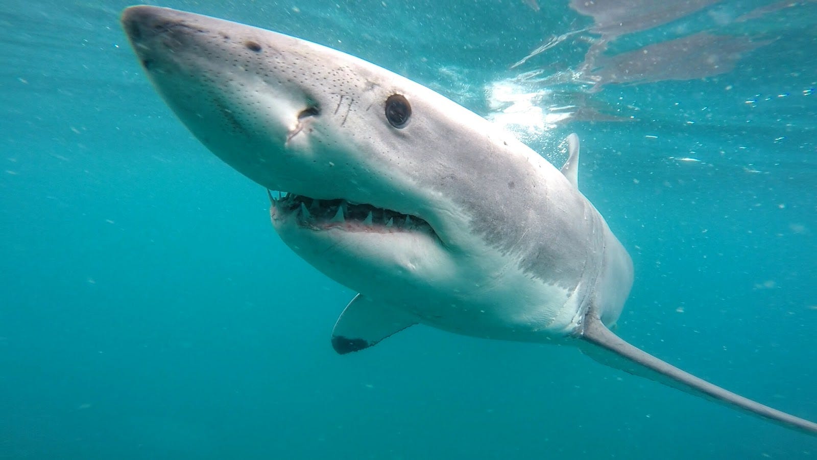 A great white shark photographed during an Oceans Research Institute’s shark population study. Photo by Esther Jacobs, Oceans Research Institute.