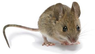 Small brown rodent on a white background