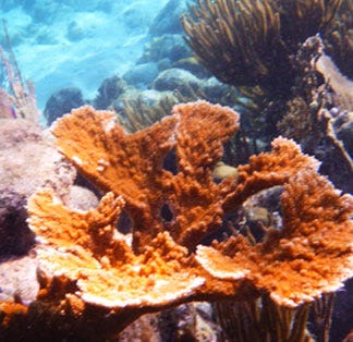 An orange head of hard coral, the only head of living hard coral I saw at Turneffe Atoll in Belize. Note the red calcareous algae covering the dead coral heads. My photo, February 2020