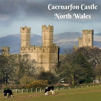 A picture of Caernarfon castle from the distance in a paddock with cows