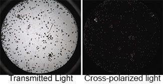 These images by the Carbon Flux Explorer-Cal at the Santa Cruz Basin were accidentally taken at depths of 7 meters. The robotic float caught a “mass reproduction event” for terapods, snail-like plankton that are particularly susceptible to ocean acidification because their shells are more soluble than other calcifiers. 