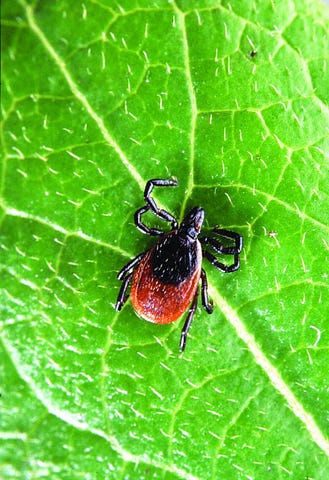 PHOTO COURTESY OF WIKIMEDIA /   Lyme disease is primarily transmitted through exposure to deer ticks (above). Last year alone, there were some 7,140 diagnoses of Lyme disease in Pennsylvania, making it the No. 1 state for new cases. Within that, Bucks County ranks fifth for new cases out of all 67 counties.