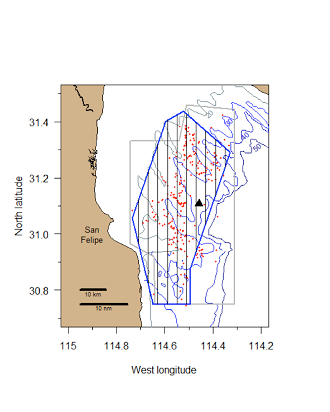 Fig. 2. Details of visual transects in the core area for the 2015 vaquita abundance study. The core area is outlined in blue, and visual transects are shown as black north-south lines. Vaquita sightings are shown as red points, based on uniform survey coverage during the 1997 and 2008 surveys within the area outlined in gray. Depth contours of 20, 30, 40 and 50m are indicated by the diagonal ridges in the survey area. The black triangle shows the location of Consag Rocks. 