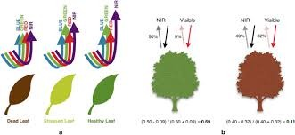 Process during photosynthesis